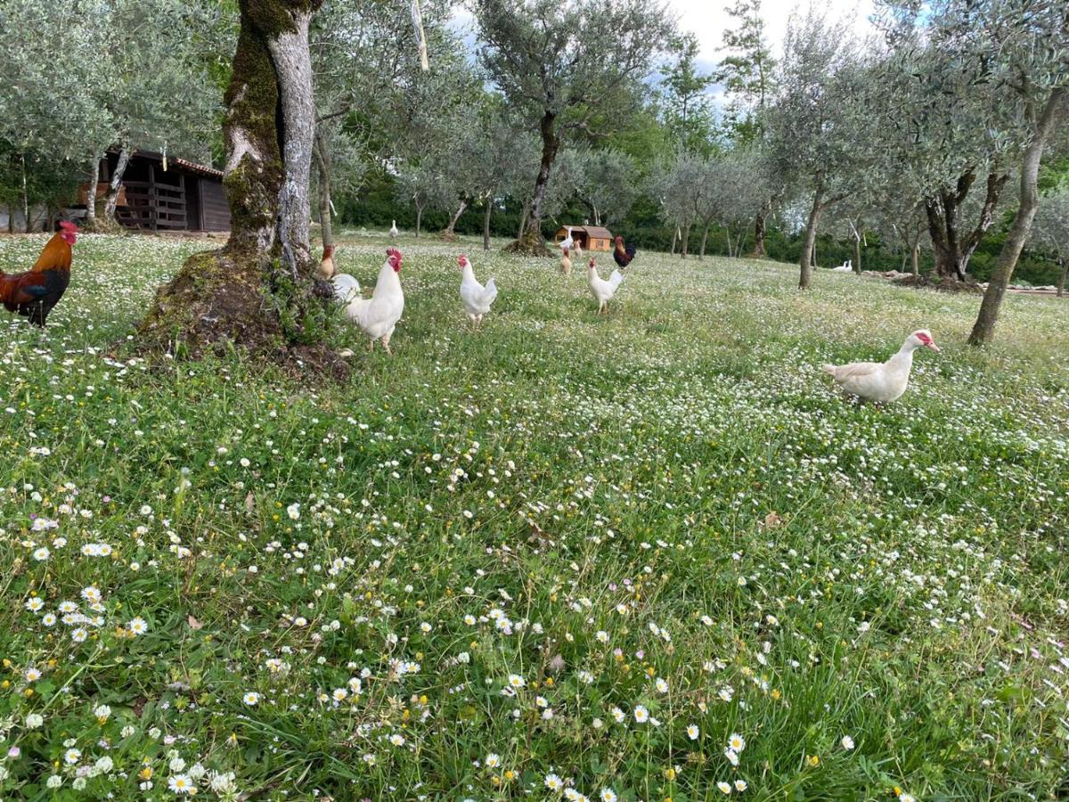 Agriturismo L'Ulivo パドゥーラ エクステリア 写真